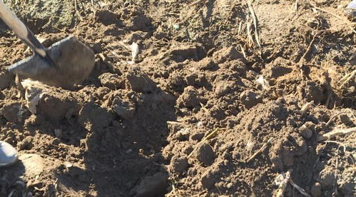 山丹 推廣全生物可降解地膜，為土壤“凈身”，為環(huán)境減負(fù)